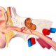 علت ضعیف شدن عصب گوش چیست؟